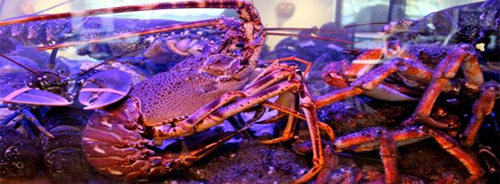 Restaurante Ogrelo Image