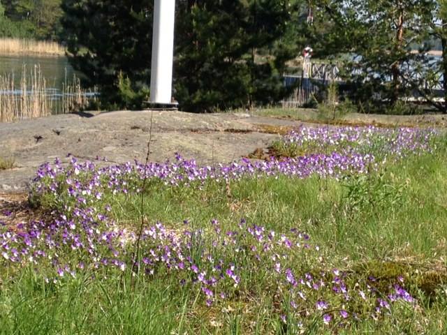 Iso-Vasikkasaaren kahvila Image