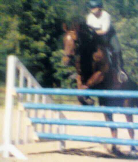 Riding School "Katjas Golden Horses" Image