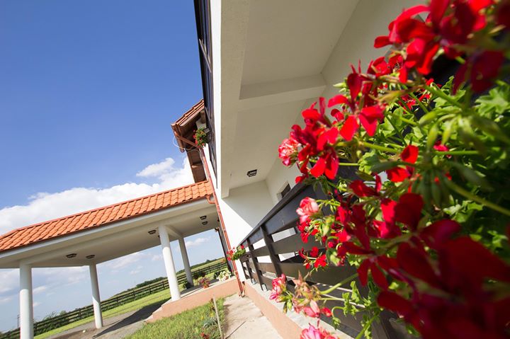 Pensiunea WILLY Silvas Image