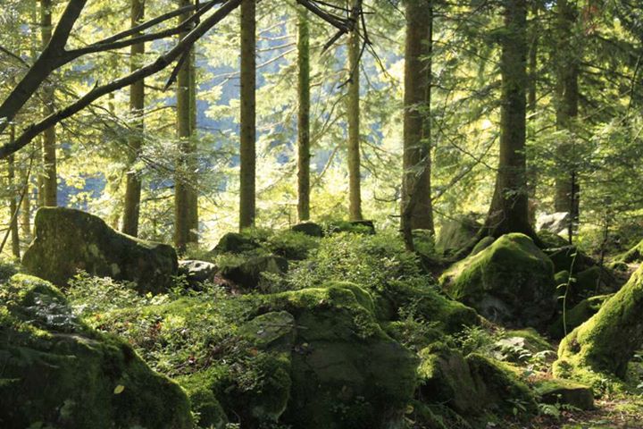 Chambres d'hôtes Vosges: Le P'Tit Bonheur; entre le Donon et Pierre Percée Image