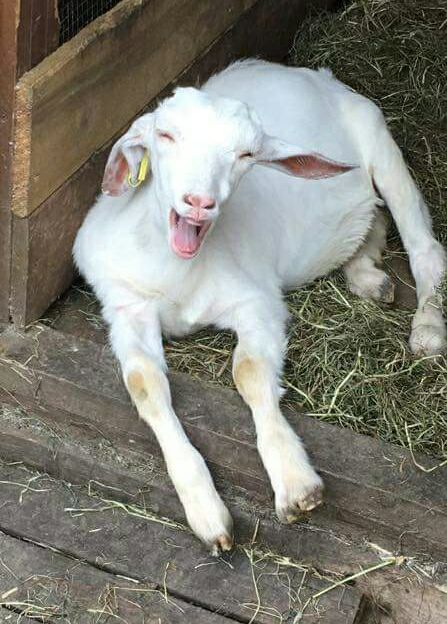 Little Critters - Stirling Image