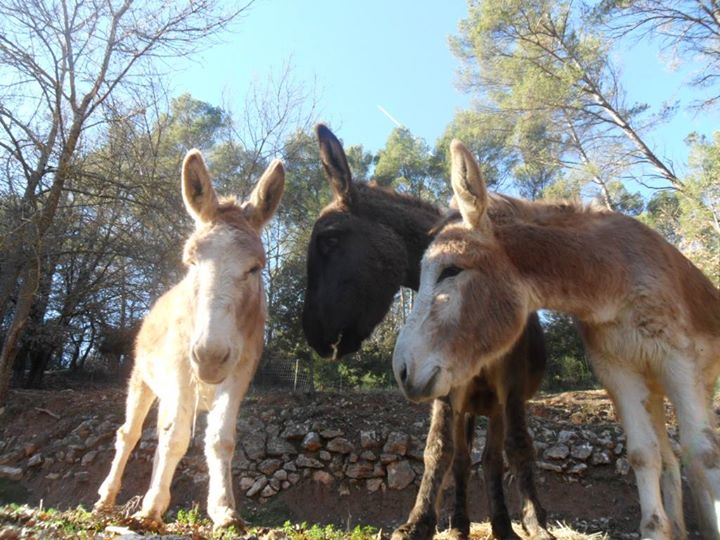 Domaine de la Provenç'âne le Pigeonnier Image
