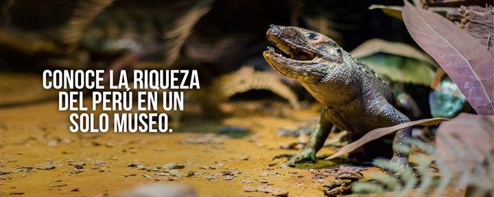 Museo Salesiano "Vicente Rasetto" Image