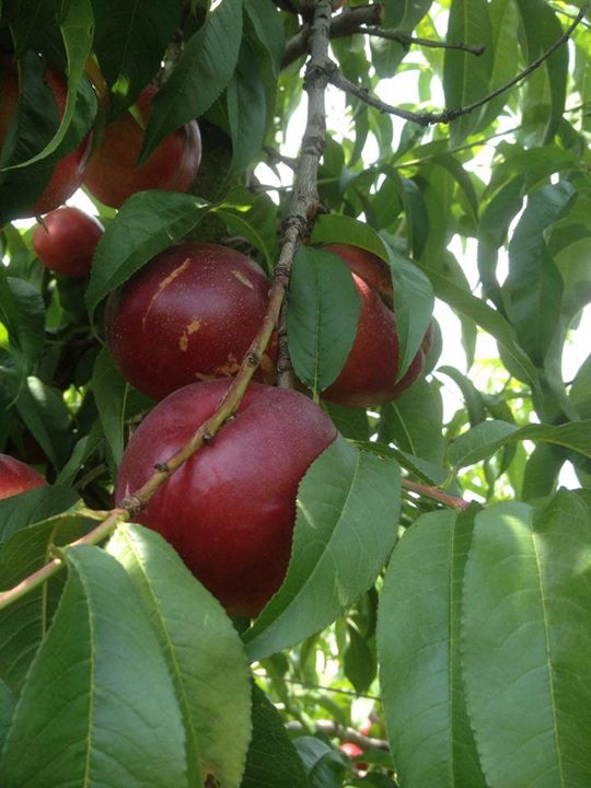 Agriturismo da Lauretta e Vittorino LV Image