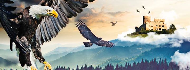 La volerie des aigles, Kintzheim Image