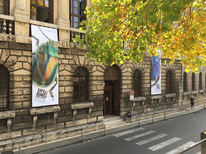 Museo Civico di Storia Naturale di Verona Image