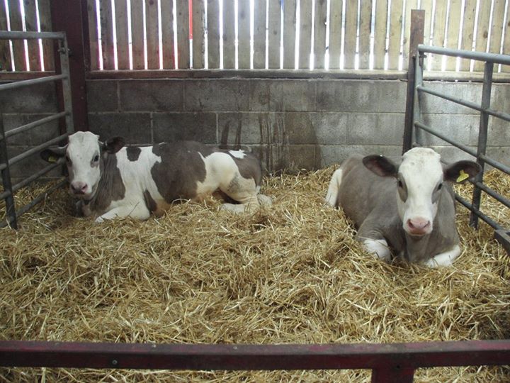 Swithens Farm Shop Image