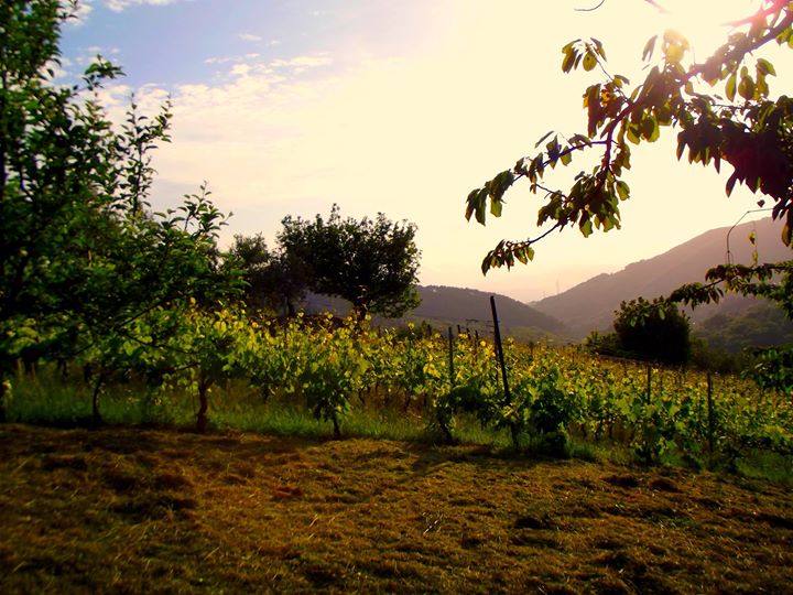 Agriturismo Brasino Image