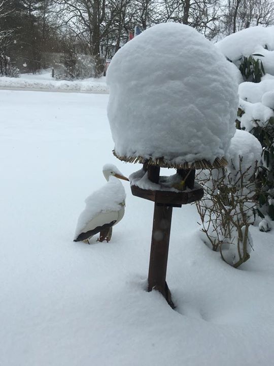 Bed & Breakfast Storchennest Schafflund Image
