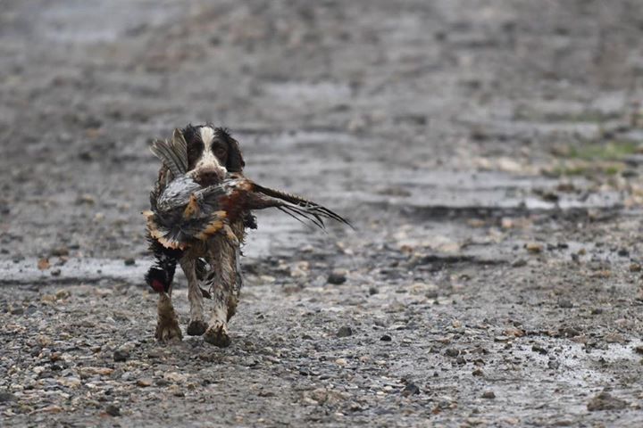 Chasse de Bellevue Image