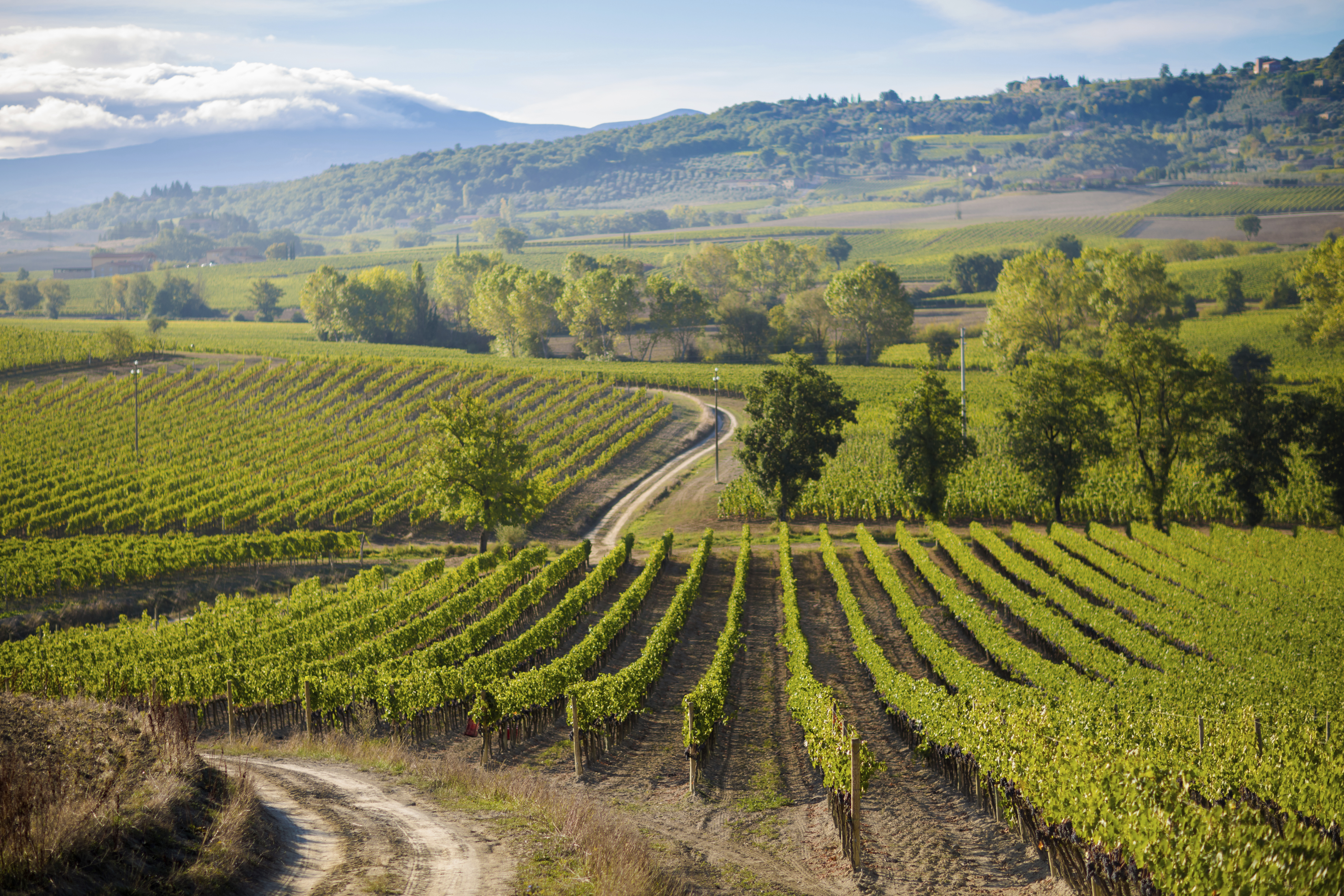 Montalcino and its Brunello wine Image