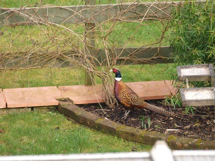 Coed y Bryn Bed and Breakfast Image
