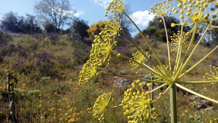 Casa Rural Accesible "Las Tarabillas" Image