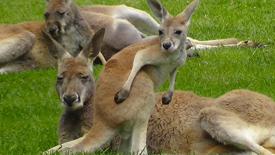 Le Parc Australien Image