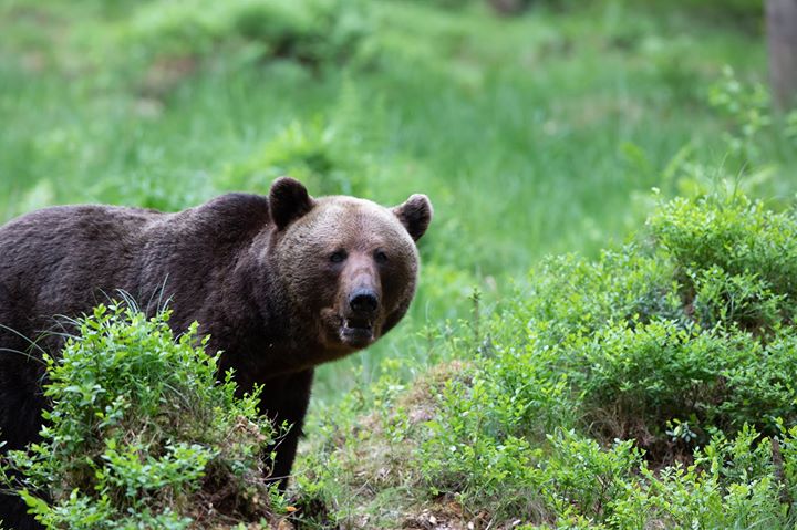 Estonian Photography Hides for Wildlife & Nature Image