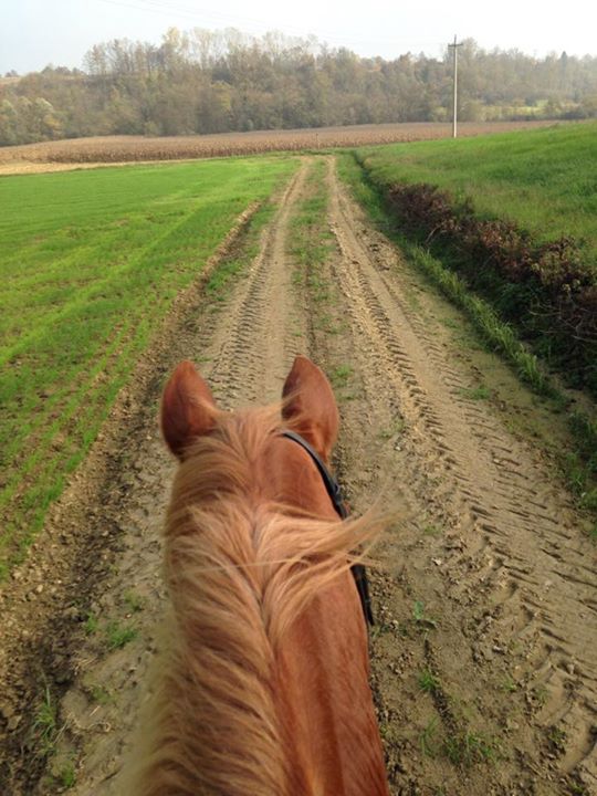 Pony Club del Lago Image