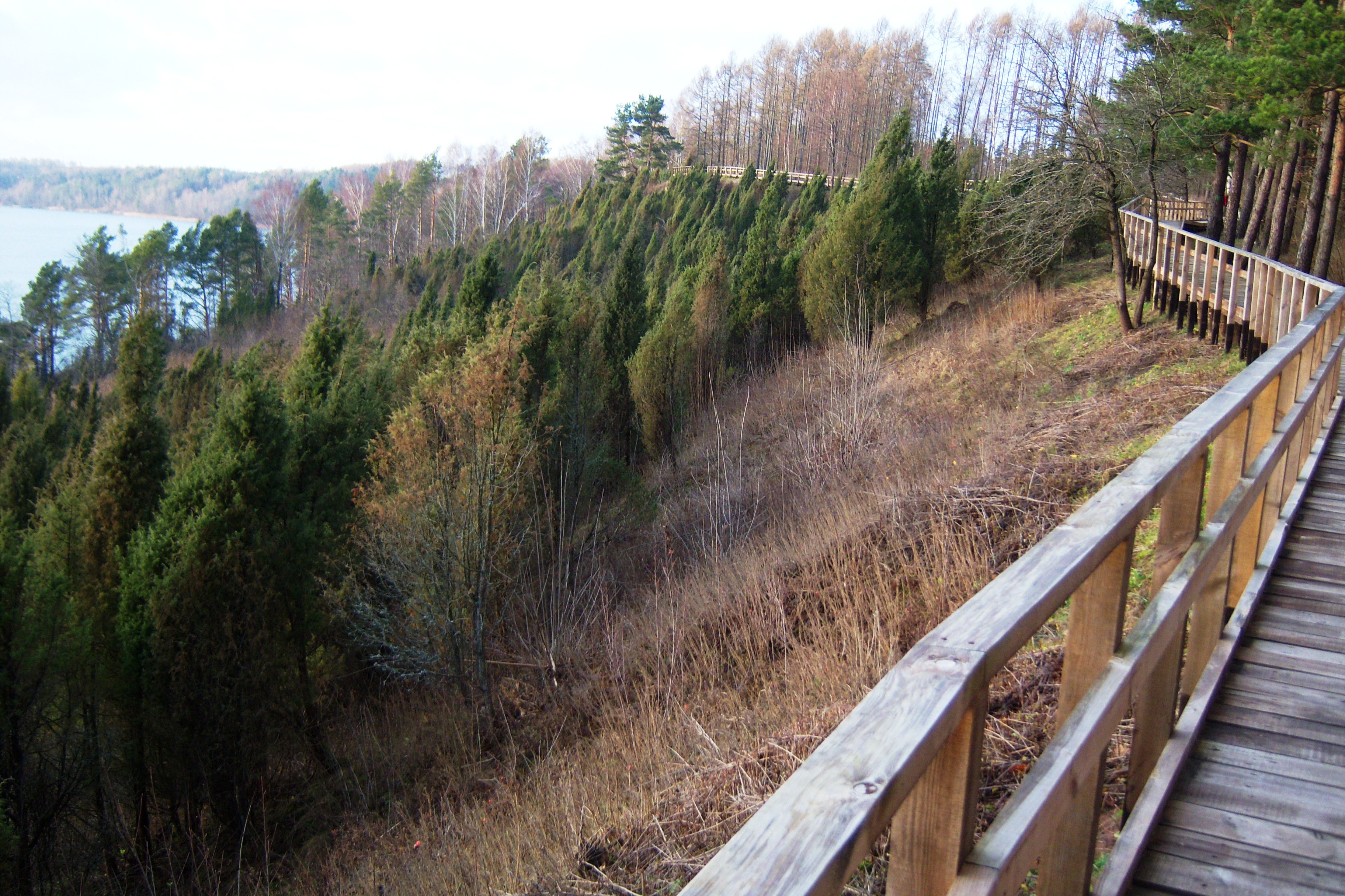 Juniper cognitive trail, Arlaviškės Image