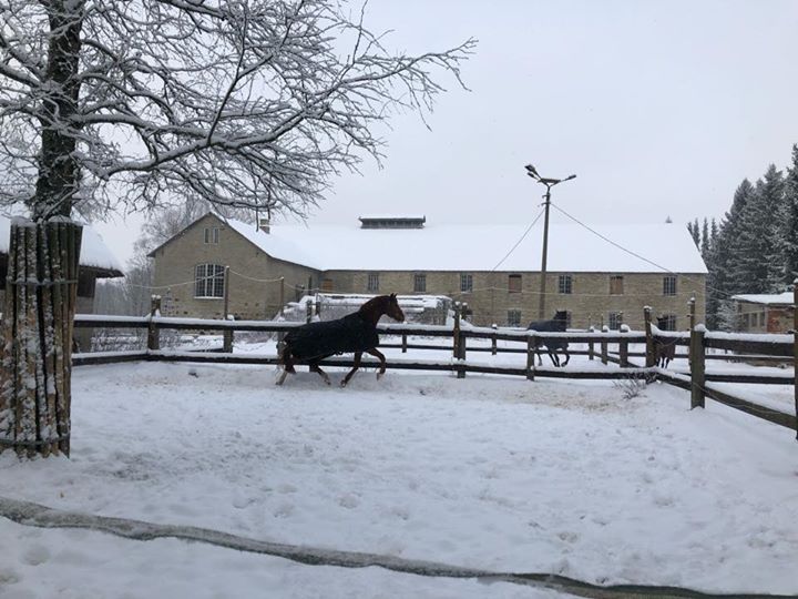 Lagedi Castle Equestrian Image