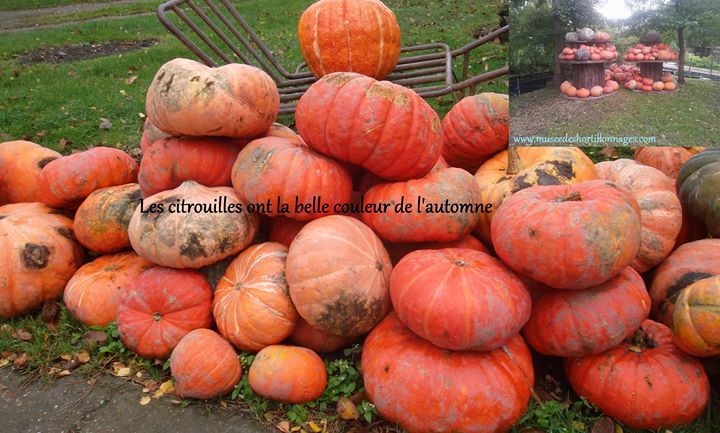 Musée des Hortillonnages Image