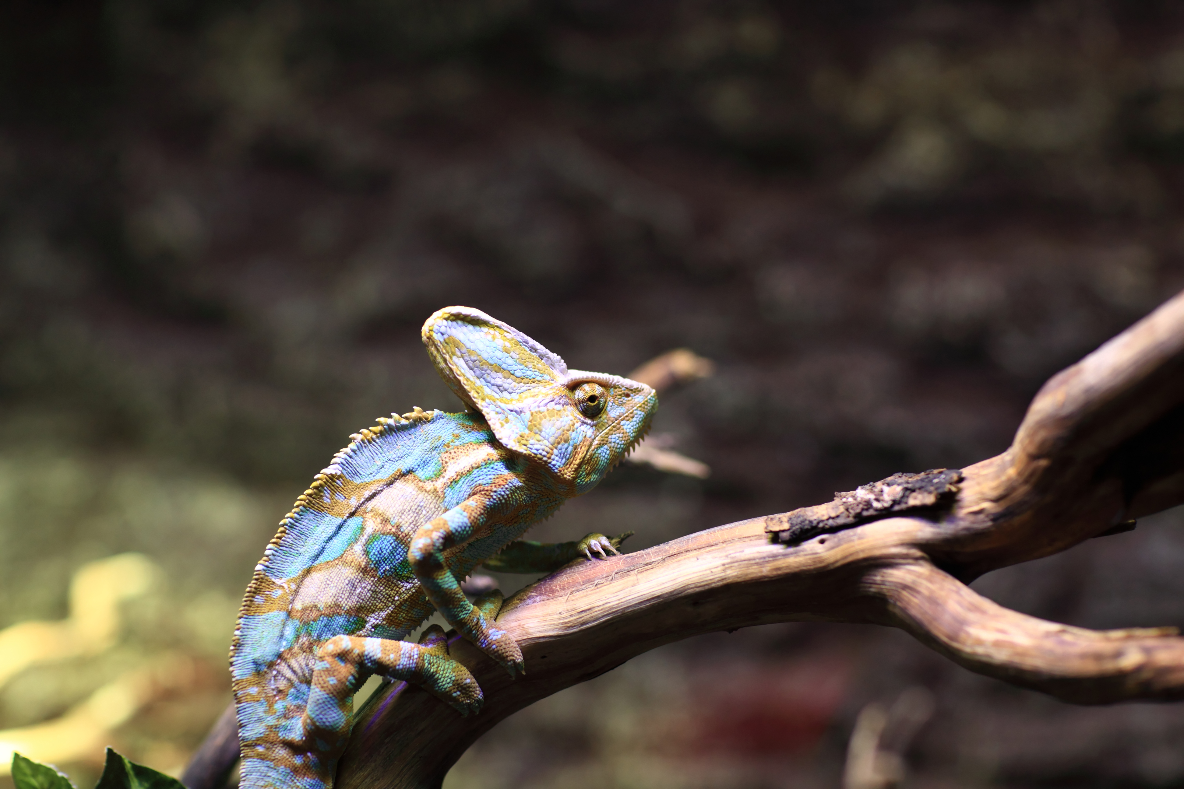 Antalya Zoo Image