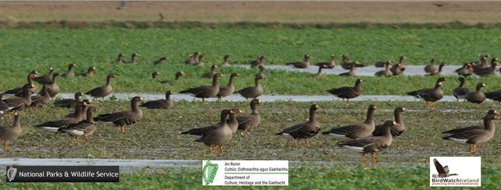 Wexford Wildfowl Reserve Image