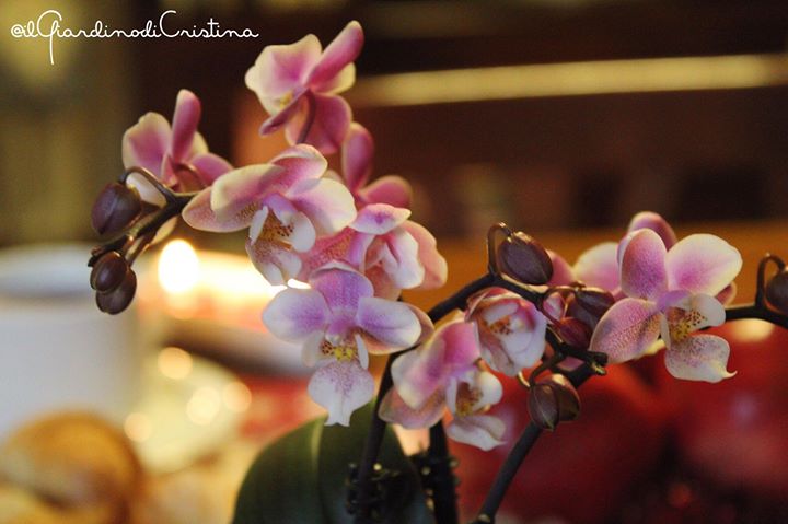 Il Giardino di Cristina B&B Image