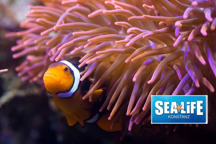 SEA LIFE Konstanz Image