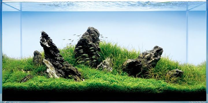 Aquarium Disain Image