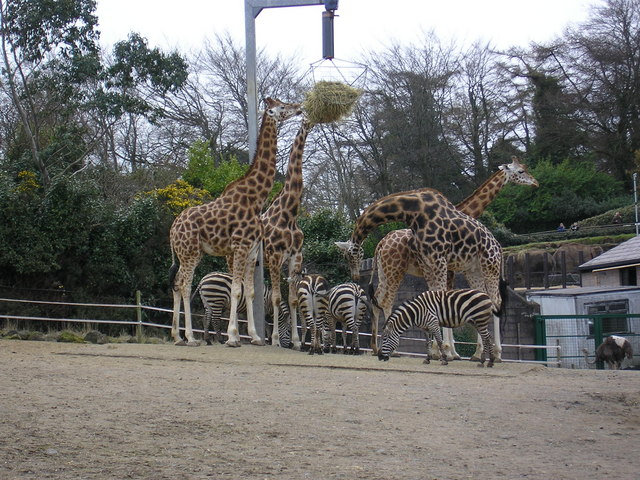 The Belfast zoo Image