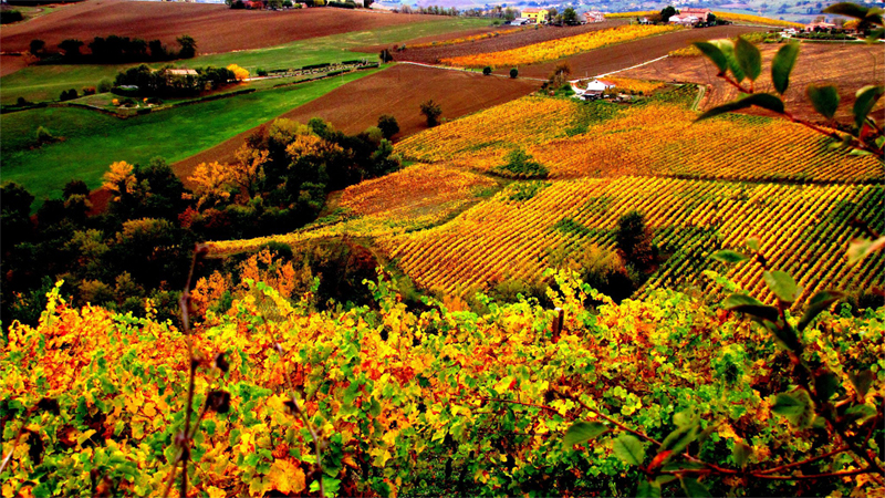 Le Velette Winery Image