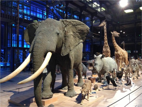 La grande galerie de l'évolution, Jardin des Plantes Image