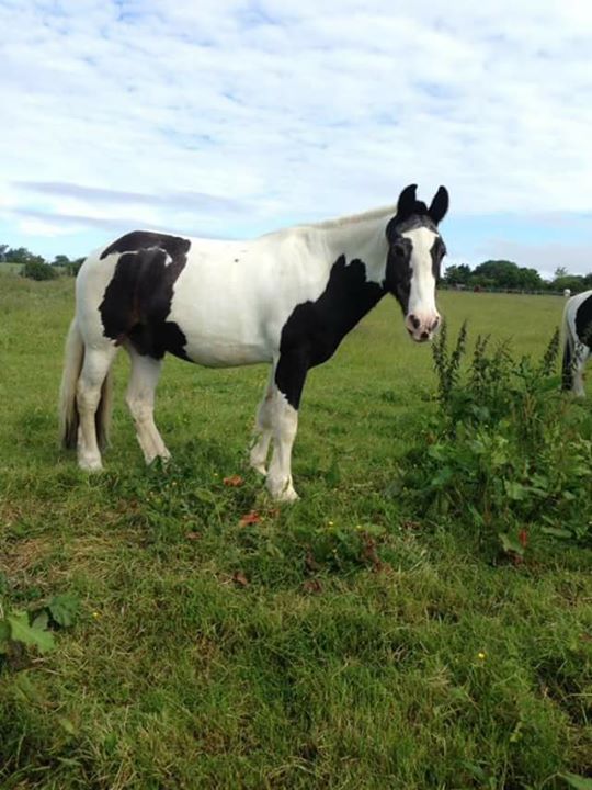 Mere lane riding school Image