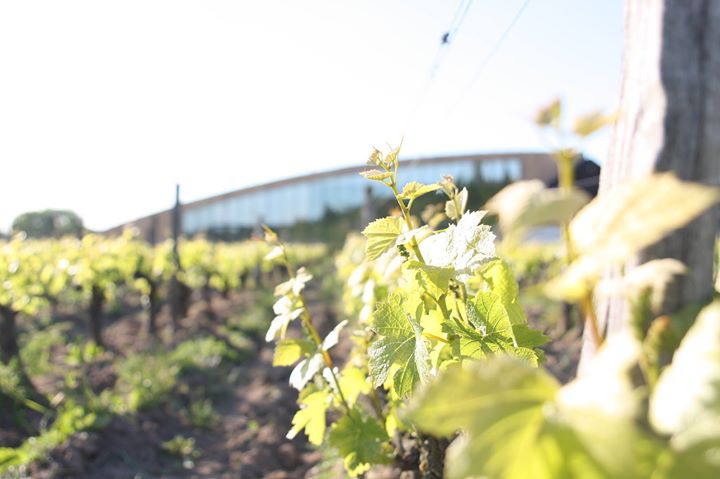 Domaine de Montcy Laura Semeria Image