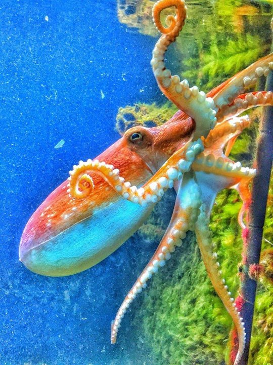 Fowey Aquarium Image