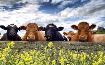 Agriturismo il Gattopardo Image