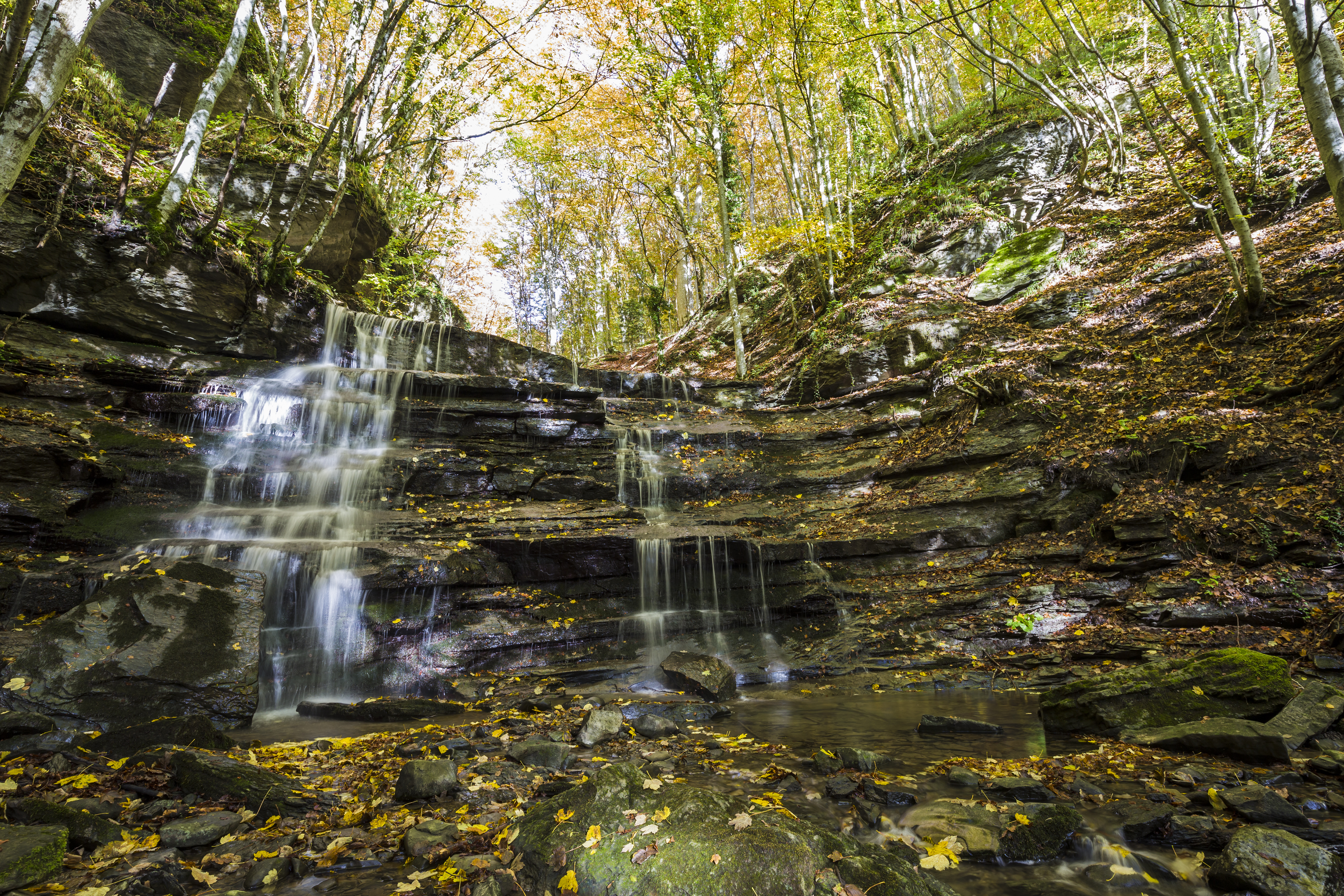 The Parco Nazionale delle Foreste Casentinesi, Monte Falterona, Campigna Image