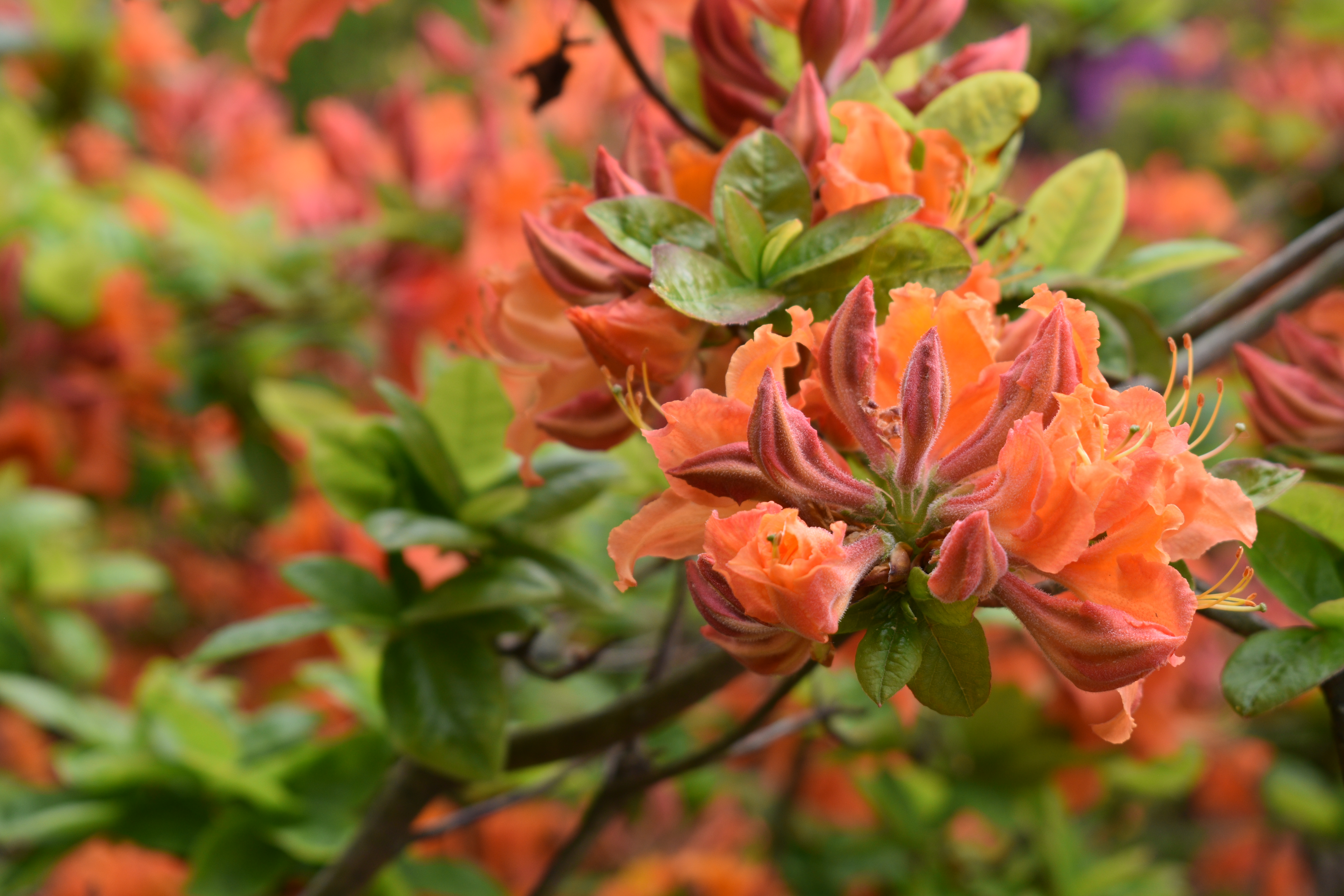 Haaga Rhododendron Park, Helsinki Image