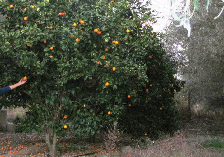 Agriturismo su Boschettu Sardegna Image