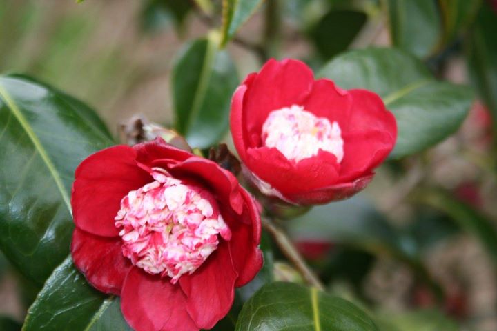 Les Jardins d'Ewen Image