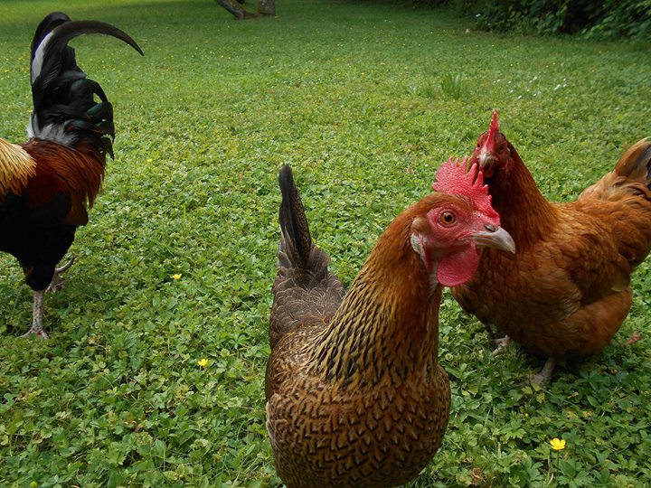 Chez Scallan B&B/Chambres d'hotes Image