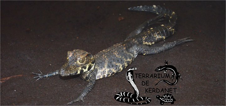 Terrarium et Vivarium de Kerdanet Image
