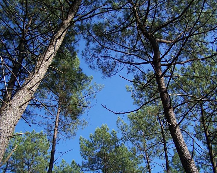 Gîte de l'Ecureuil - Landes Image