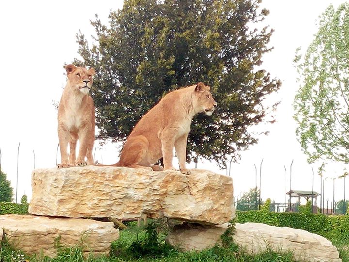 Parco Safari Ravenna Image