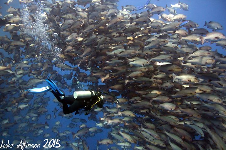 Emperor Divers Sharm El Sheikh Image
