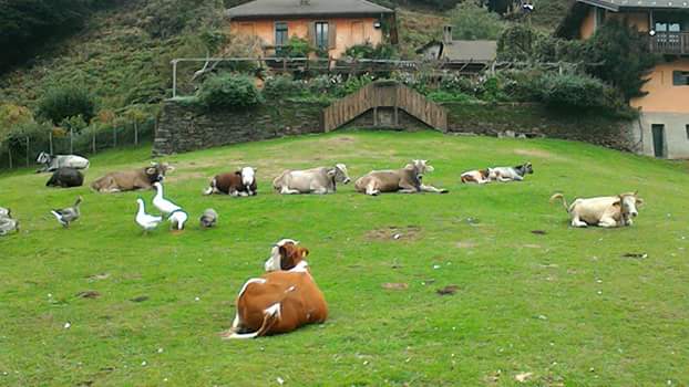 Agriturismo Fattoria Roccolo Image