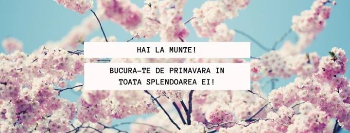 Pensiunea Sara Image