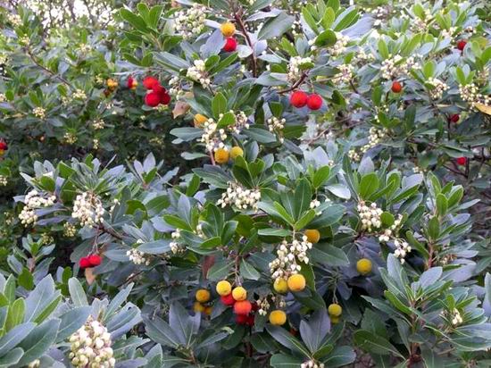 Agriturismo Bonsai Alghero Image