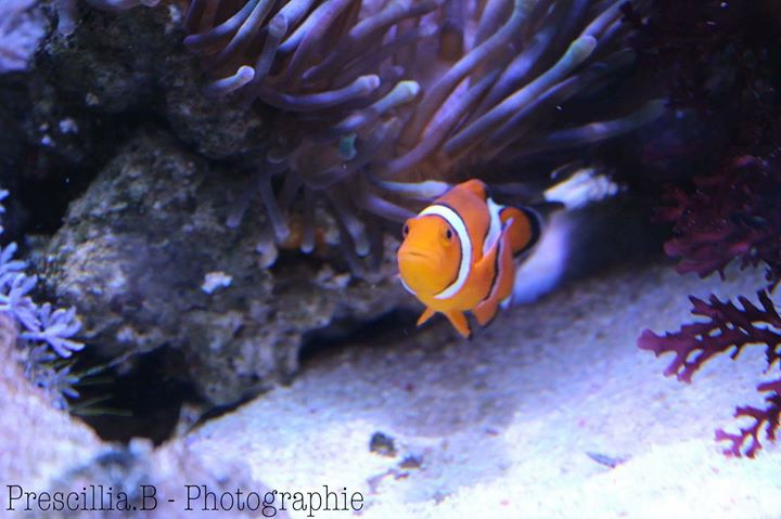 Aquarium de Dunkerque Image