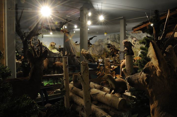 Musée d'Histoire Naturelle de Gruffy Image